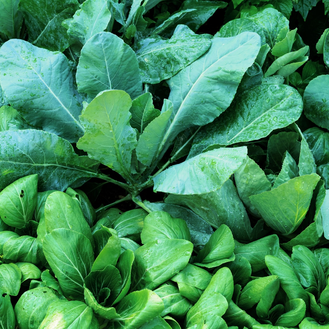 Asian Vegetables